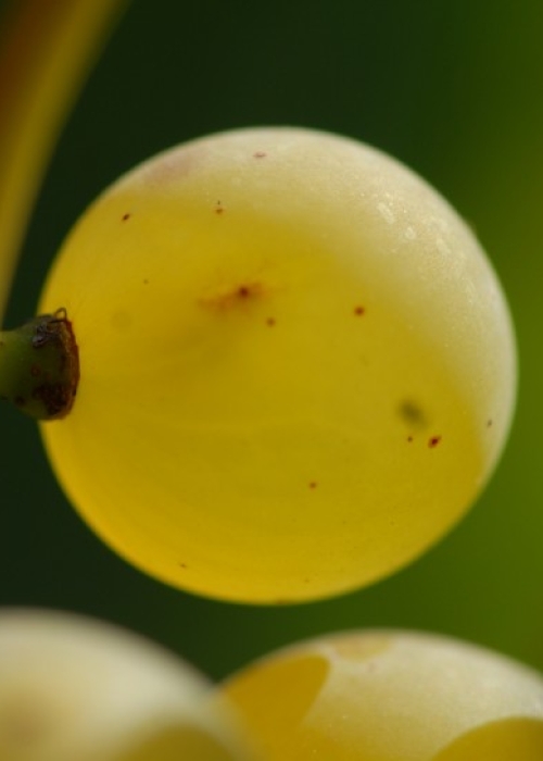 Chardonnay ANT 0905